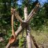 Кемпінговий дерев'яний черпак Petromax Ladle Olive Wood, 60 мл, зображення 3